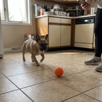 French bulldog chasing the small orange bouncing ball across the kitchen floor - wrenwood ugc lifestyle v2