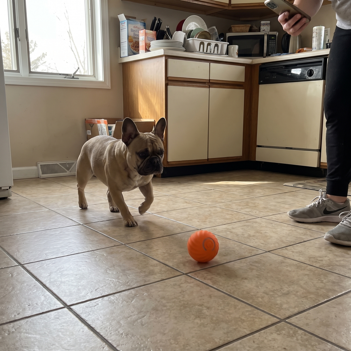 French bulldog chasing the small orange bouncing ball across the kitchen floor - wrenwood ugc lifestyle v2