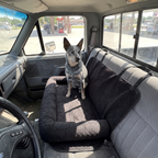 Cattle dog sitting on the car travel bed across a pickup truck bench seat - wrenwood ugc lifestyle v2