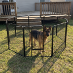 8-panel 40-inch tall metal dog playpen on a lawn containing a german shepherd - wrenwood ugc lifestyle v2
