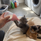 Hand feeding a grey tabby kitten with the silicone nursing bottle in a laundry room - wrenwood ugc lifestyle v2