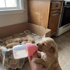Newborn golden retriever puppy drinking from the silicone nursing bottle beside the whelping box - wrenwood ugc lifestyle v2