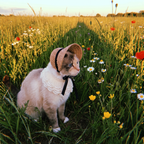 Cat wearing the straw sun hat in a wildflower meadow at golden sunset - wrenwood ugc lifestyle v2