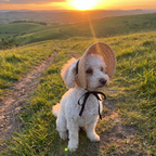 White poodle wearing the straw sun hat on a hillside trail at golden sunset - wrenwood ugc lifestyle v2