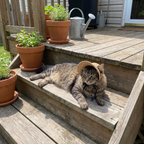 Tabby cat lounging on porch steps wearing the straw sun hat - wrenwood ugc lifestyle v2