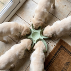 Litter of labrador puppies eating together from the petal ends of the green flower feeding bowl - wrenwood ugc lifestyle v2