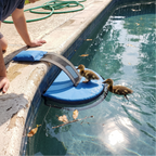 Ducklings climbing the floating pool escape ramp clipped to a backyard pool edge - wrenwood ugc lifestyle v2