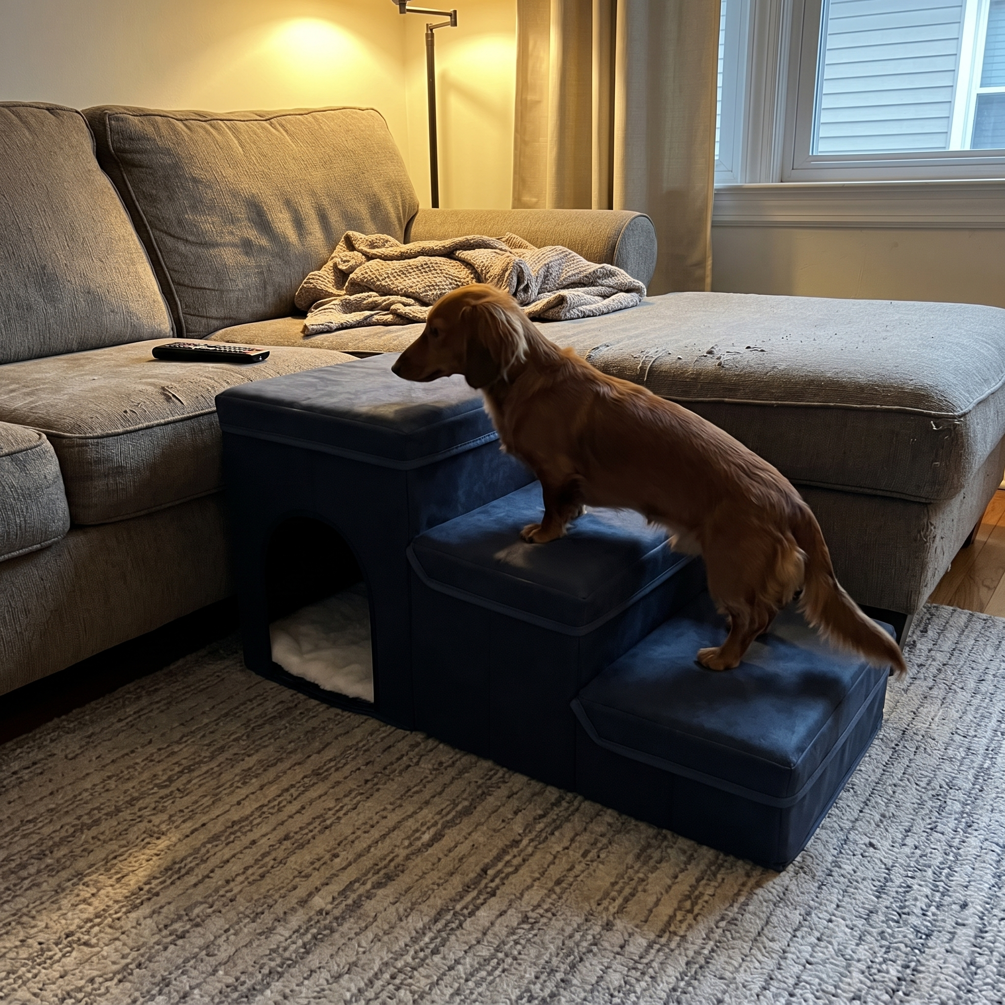 Dachshund climbing the navy plush pet stairs beside the couch - wrenwood ugc lifestyle v2