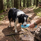 Border collie drinking from the blue portable travel water bottle on a forest trail - wrenwood ugc lifestyle v2