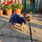 Yorkshire terrier wearing the navy blue princess dog dress on a backyard patio - wrenwood ugc lifestyle v2