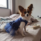 Papillon wearing the navy blue princess dog dress on a bed - wrenwood ugc lifestyle v2