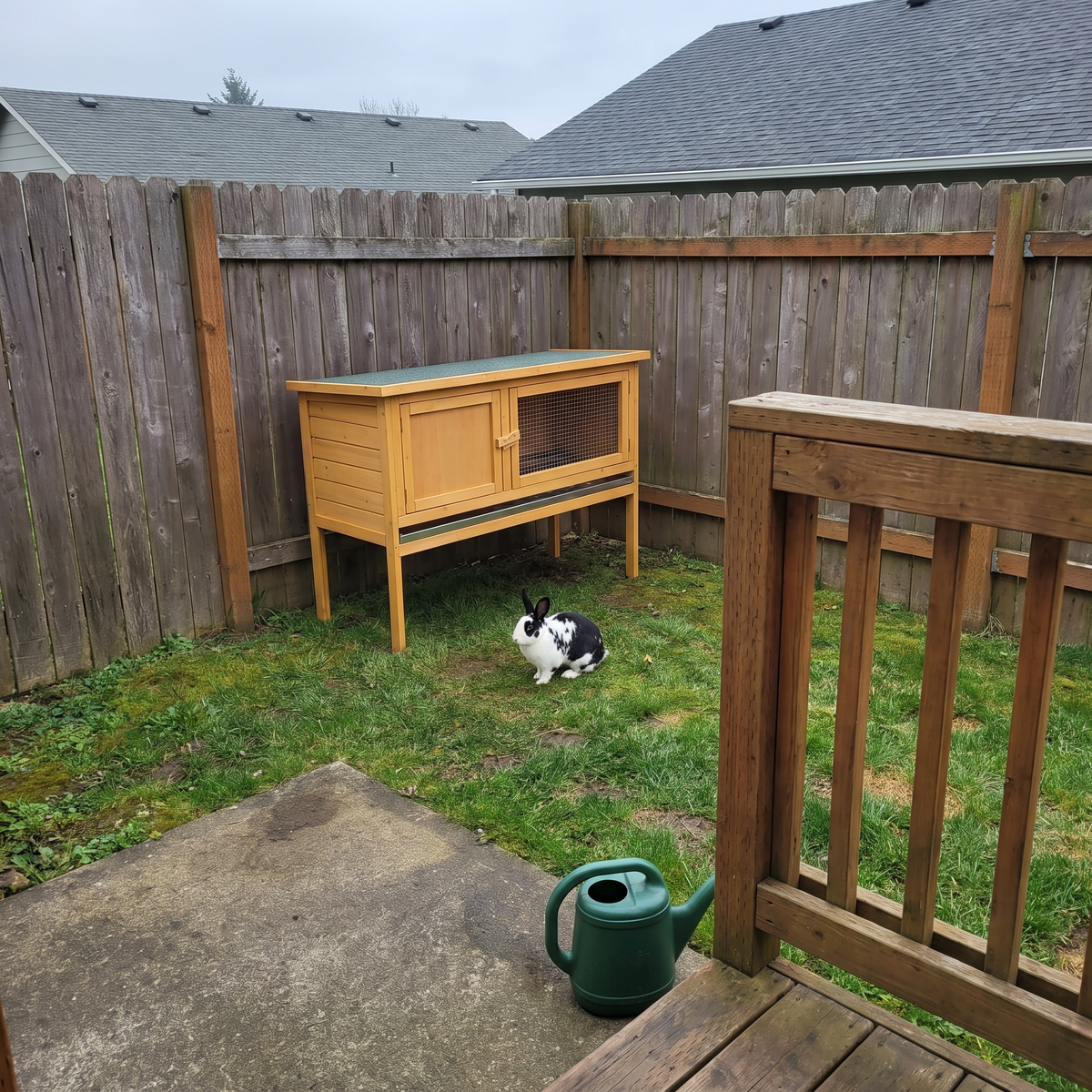 Raised rabbit hutch in an overcast backyard corner with a Dutch rabbit on the grass - wrenwood ugc lifestyle v2