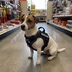 Jack Russell in the black service dog harness sitting in a hardware store aisle - wrenwood ugc lifestyle v2