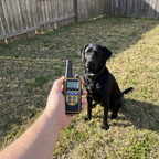 Black Labrador wearing the remote training collar with the remote in hand in a backyard - wrenwood ugc lifestyle v2