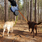 Two Labradors on the dual retractable leash hiking a pine trail - wrenwood ugc lifestyle v2
