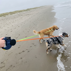 Golden retriever and Australian Shepherd on the dual retractable leash at the beach - wrenwood ugc lifestyle v2