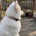 Black rhinestone dog collar sparkling on a white Samoyed on a backyard deck - wrenwood ugc lifestyle v2