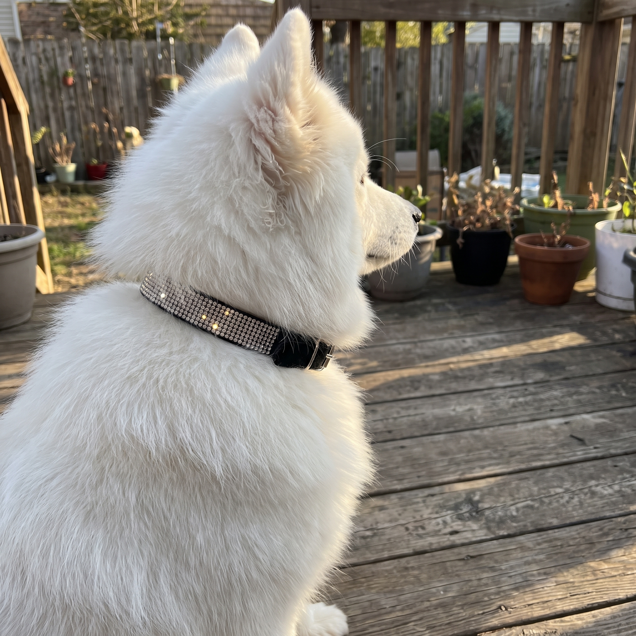 Black rhinestone dog collar sparkling on a white Samoyed on a backyard deck - wrenwood ugc lifestyle v2