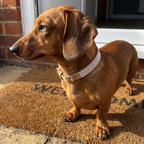 Brown rhinestone dog collar on a dachshund standing on a front porch doormat - wrenwood ugc lifestyle v2