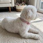Pink rhinestone dog collar on a small white bichon lying on a living room rug - wrenwood ugc lifestyle v2