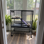Two ferrets in the black 2-tier rolling cage in a bright sunroom - wrenwood ugc lifestyle v2