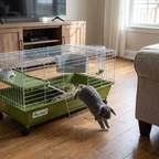 Lop-eared rabbit hopping out of the green rolling rabbit cage on a living room floor - wrenwood ugc lifestyle v2