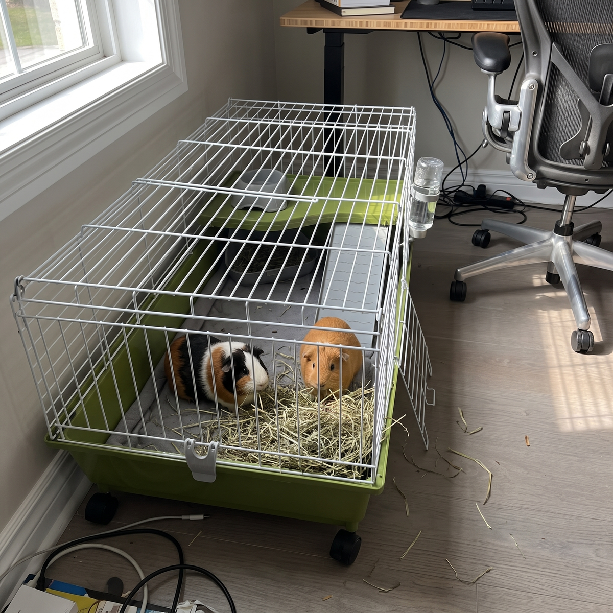 Two guinea pigs munching hay inside the green rolling cage in a home office corner - wrenwood ugc lifestyle v2