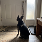 French bulldog in the black SECURITY pet tee waiting by the front door - wrenwood ugc lifestyle v2