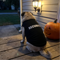 Pug in the black SECURITY pet tee on a porch with a carved pumpkin at dusk - wrenwood ugc lifestyle v2
