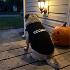 Pug in the black SECURITY pet tee on a porch with a carved pumpkin at dusk - wrenwood ugc lifestyle v2