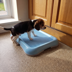 Beagle puppy stands on the blue grated potty training tray by a doorway.