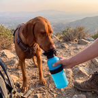 Brown dog drinks from the blue portable water bottle on a rocky mountain trail.