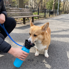 Corgi drinks from the blue portable water bottle on a paved path beside a bench.