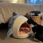 Tuxedo cat sniffing the shark cat cave bed opening in a bedroom - wrenwood ugc lifestyle v3