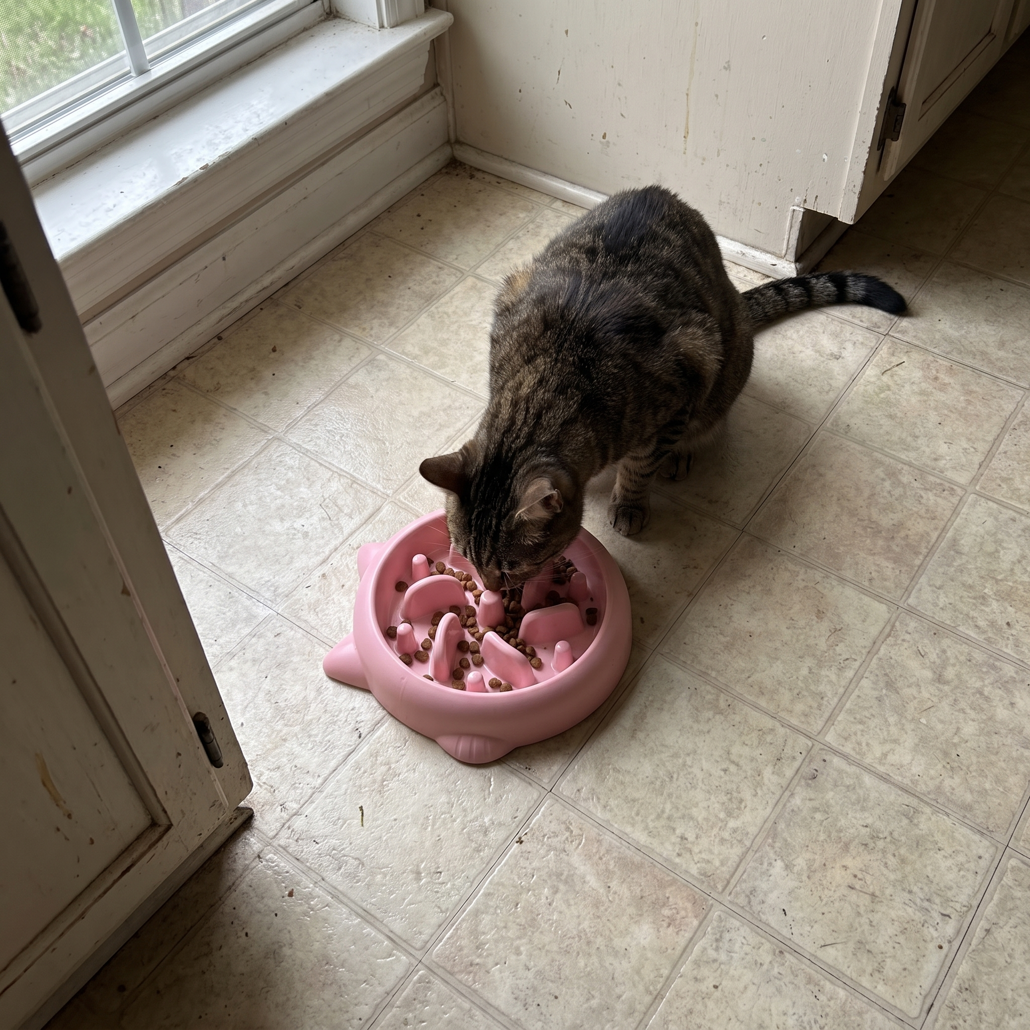 Brown tabby cat eating from the pink slow feeder maze bowl on a kitchen floor - wrenwood ugc lifestyle v3