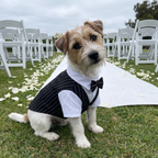 Jack Russell terrier in the black dog tuxedo suit beside a wedding aisle - wrenwood ugc lifestyle v3