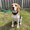Beagle wearing the smart anti-bark collar in a backyard - wrenwood ugc lifestyle v3