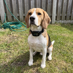 Beagle wearing the smart anti-bark collar in a backyard - wrenwood ugc lifestyle v3