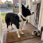 Border collie wearing the smart anti-bark collar on a front porch - wrenwood ugc lifestyle v3