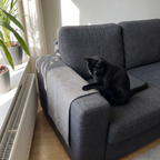 Black cat beside the sisal scratcher mat installed on a grey sofa arm - wrenwood ugc lifestyle v2