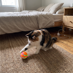 Calico cat batting the small orange smart cat ball on a bedroom rug - wrenwood ugc lifestyle v3