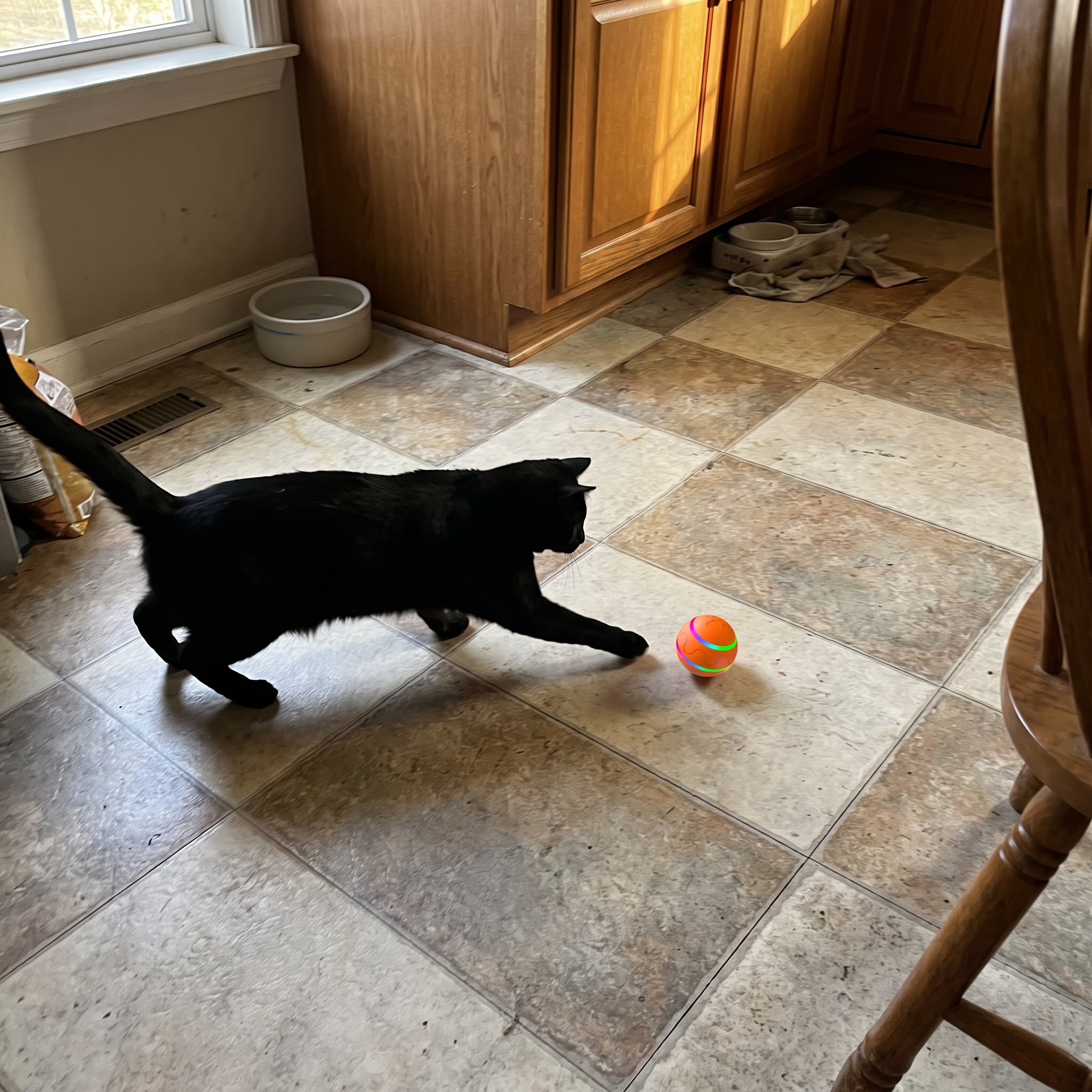 Black cat chasing the small orange smart cat ball across kitchen tiles - wrenwood ugc lifestyle v3