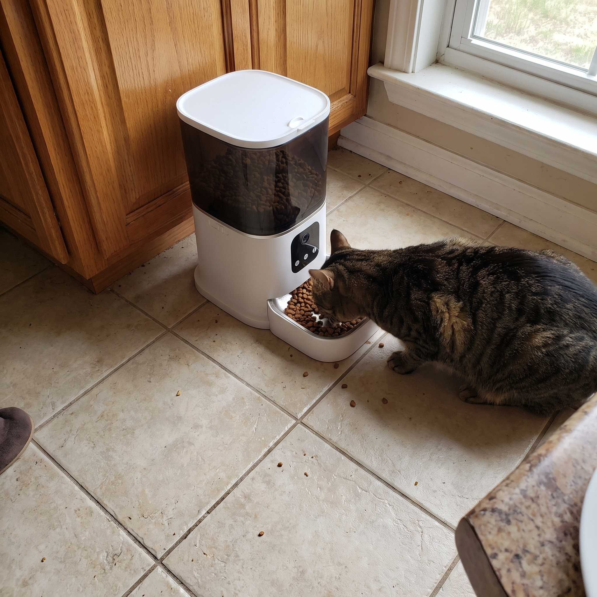 Tabby cat eating from the smart wifi pet feeder on a kitchen tile floor - wrenwood ugc lifestyle v3