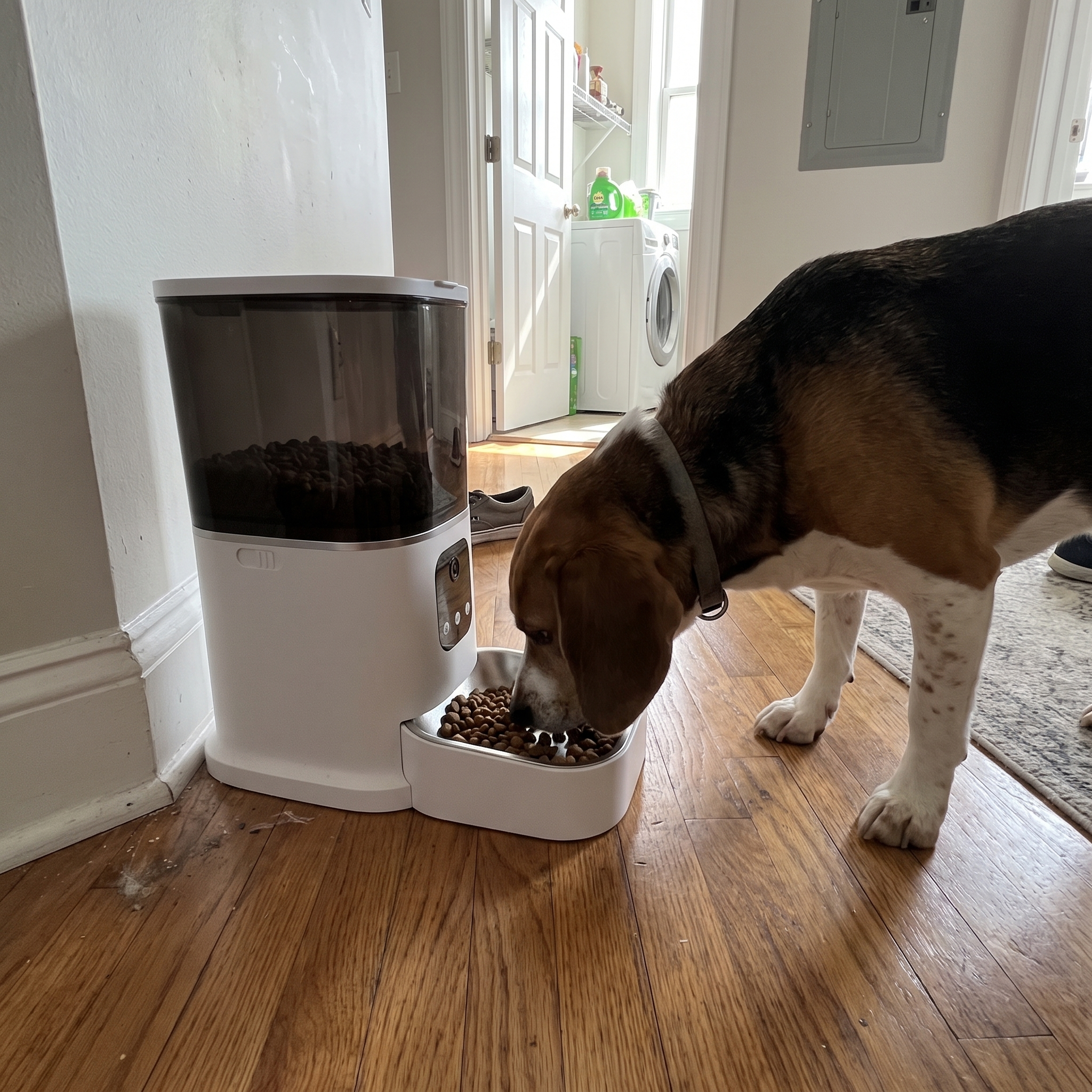 Beagle eating from the smart wifi pet feeder in an apartment hallway - wrenwood ugc lifestyle v3