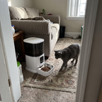 Grey shorthair cat walking to the smart wifi pet feeder as it dispenses kibble in a living room corner - wrenwood ugc lifestyle v3