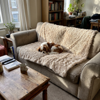 Cavalier spaniel asleep on the apricot fleece pet blanket draped over a couch - wrenwood ugc lifestyle v3