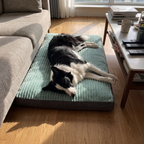 Border collie napping on the green washable bed mat on the living room floor - wrenwood ugc lifestyle v2