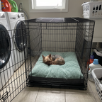 Yorkshire terrier asleep on the green washable bed mat inside a wire crate - wrenwood ugc lifestyle v2