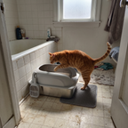 Orange tabby stepping into the light grey stainless steel litter box in a bathroom corner - wrenwood ugc lifestyle v2