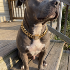 Pit bull on porch steps wearing the gold Cuban-link chain collar with sun glint - wrenwood ugc lifestyle v2